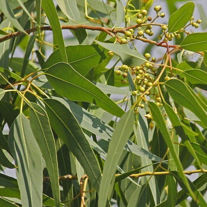 Eucalyptus citroen olie