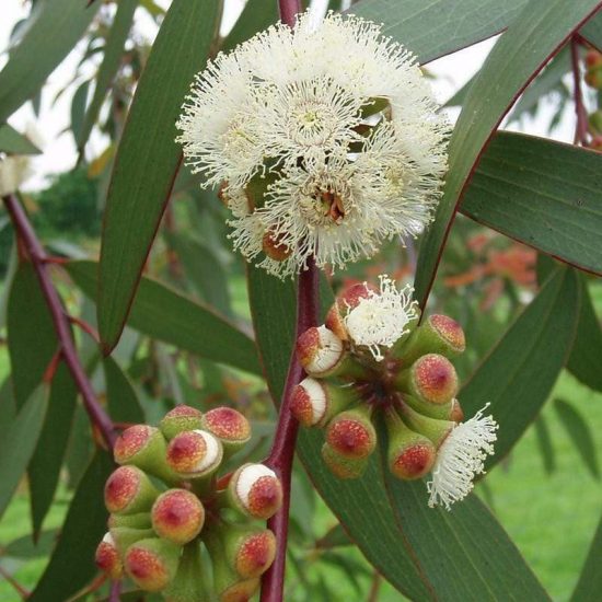 Eucalyptus olie, radiata